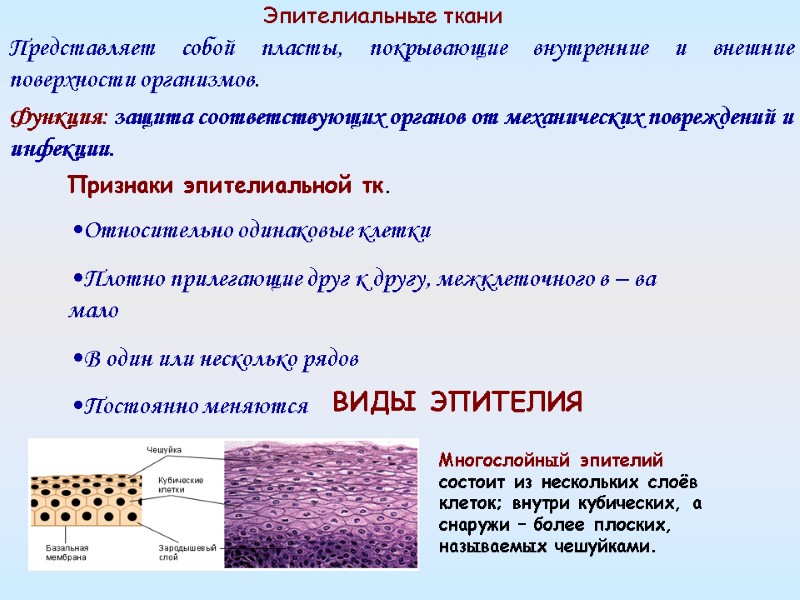 Эпителиальные ткани  Представляет собой пласты, покрывающие внутренние и внешние поверхности организмов.  Функция: